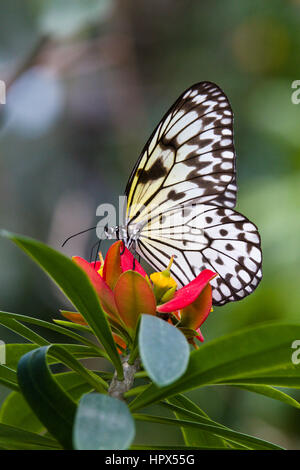 Baum-Nymphe (Idee Leuconoe) Schmetterling Stockfoto