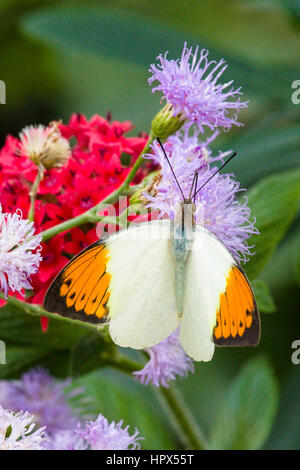 Großer Schmetterling Orange Tipp (Hebomoia Glancippe) Stockfoto