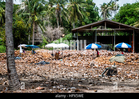Koh Phangan Thailand 29.09.2015: lokale Arbeiter viele Kokosnüsse vom Bauernhof auf der Insel Koh Phangan Haufen von Muttern mit einer Speerspitze Messer schälen Stockfoto