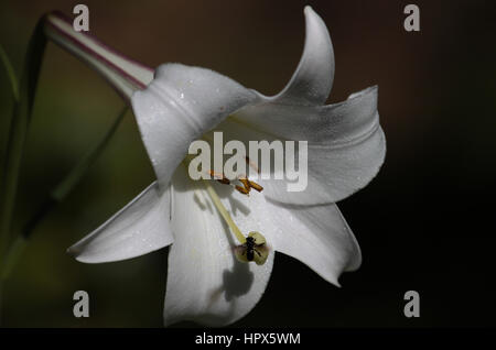 Lilium Candidum taufrischen mit Insekt Stockfoto