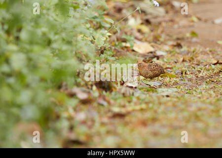 Die Felsen Busch Wachtel (Perdicula Argoondah) ist ein kleiner Vogel Bodenwohnung fortbewegen zu Fuß im natürlichen Lebensraum Stockfoto