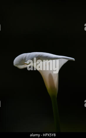 Calla Lily bekannt als Arum Lilie - Zantedeschia aethiopica Stockfoto