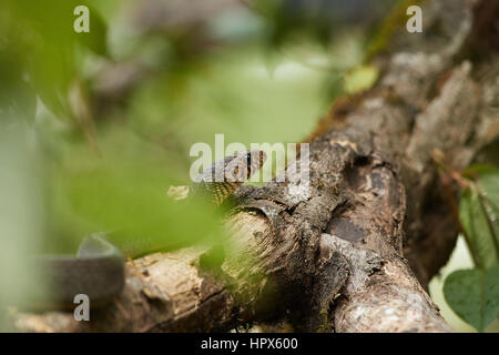 Porträt von Oriental Ratsnake, Ptyas mucosus Stockfoto