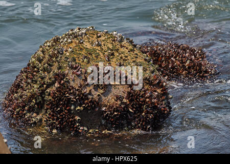 Strand Meer mit Dreieck Kunststeine. Verteidigung gegen Seemacht Stockfoto