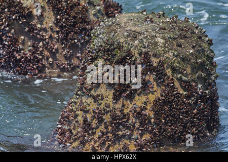 viele Muscheln, Napfschnecken und Seepocken auf einer Felsformation Stockfoto