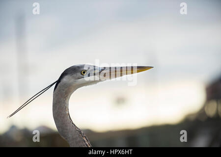 Nahaufnahme Foto von einem Great Blue Heron auf Dauphin Island, Alabama. Stockfoto