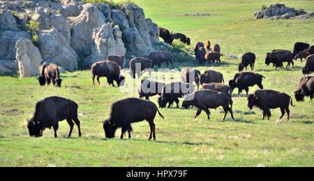 Herde von American Buffalo Stockfoto
