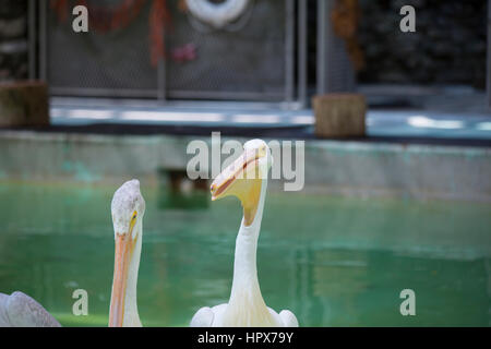 Ein paar amerikanische weiße Pelikane in der Nähe von Wasser Stockfoto