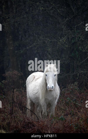 Wildes Carneddau Pony allein in einem SSSI in Lixwm Vegetation bis aktivieren Wildblumen zu gedeihen Stockfoto