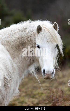 Wildes Carneddau Pony allein in einem SSSI in Lixwm Vegetation bis aktivieren Wildblumen zu gedeihen Stockfoto