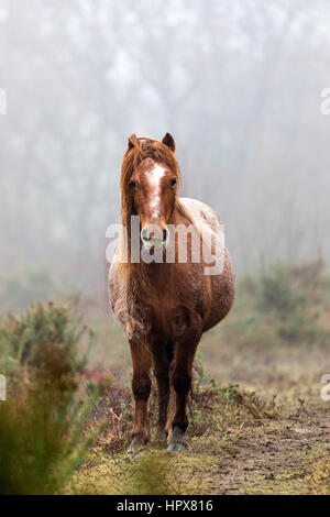 Wildes Carneddau Pony allein in einem SSSI in Lixwm Vegetation bis aktivieren Wildblumen zu gedeihen Stockfoto