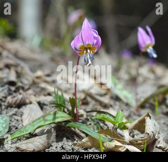 Hund-Zahn violett (Erythronium Dens-Canis) Stockfoto