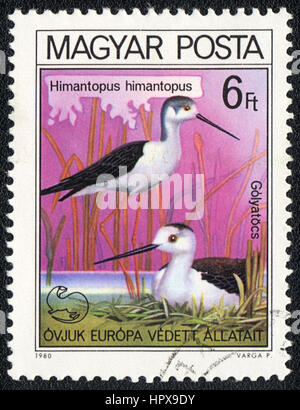 Eine Briefmarke gedruckt in Ungarn zeigt einen Vogel Stelzenläufer (Himantopus Himantopus), aus der Serie Vogelnest, 1980 Stockfoto