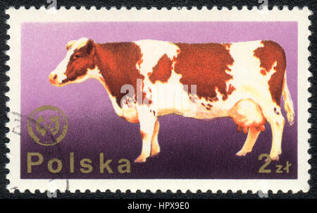 Eine Briefmarke gedruckt in Polen zeigt eine Kuh aus Serie domestizierte Tiere, ca. 1980 Stockfoto