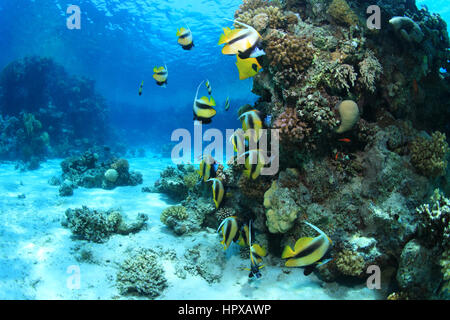 Tropische Korallenriffe und bunte Fische unter Wasser im Roten Meer Stockfoto