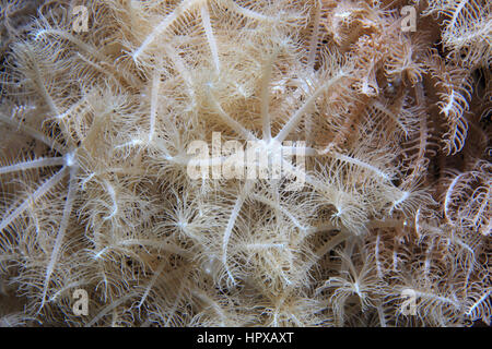 Anthelia weichen Korallenpolypen (Anthelia SP.) in die Korallenriffe des Roten Meeres unter Wasser Stockfoto