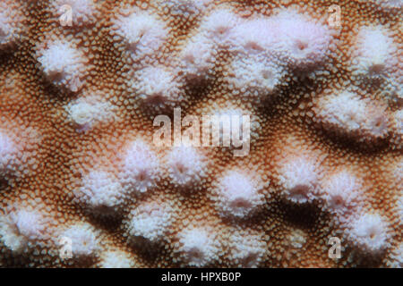 Nahaufnahme von Stony Coral unter Wasser in die Korallenriffe des Roten Meeres Stockfoto