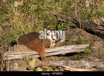 Dachs von hinten in der Nähe von Höhlen mit Stöcken, Gras und Baumstämmen Stockfoto