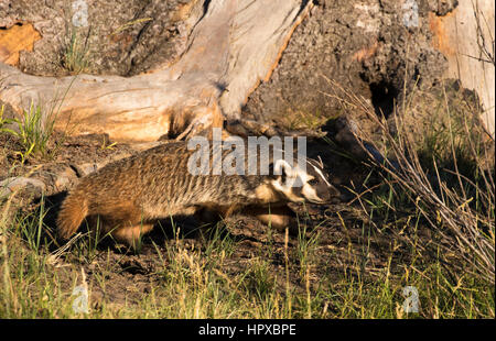 Amerikanischer Dachs unter Baum hohl Stockfoto