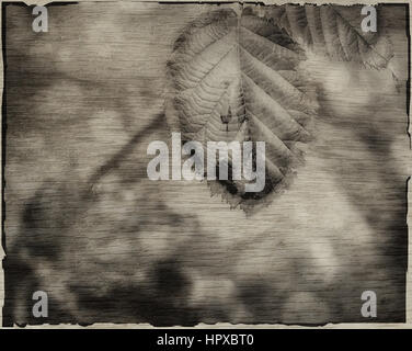 Vintage Blatt Hintergrund, texturierte altes Herbst Abdeckung oder Card design Stockfoto