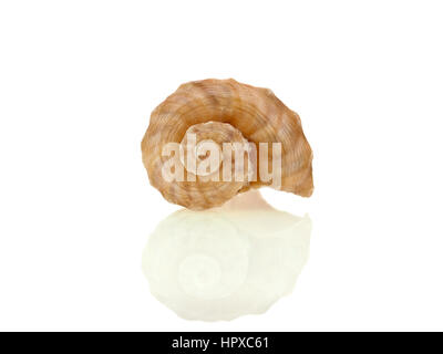 Zusammengerollt Schale Stockfoto
