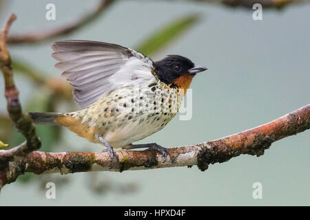 Rufous-throated Tanager (Tangara Rufigula), El Queremal, Valle del Cauca Stockfoto