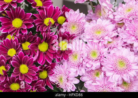 Frische große rosa Kastanienbraun Chrysantheme Closeup Hintergrund Stockfoto