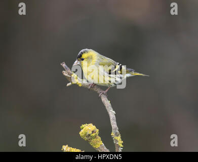 Erlenzeisig (Zuchtjahr Spinus) männlich, auf einem Ast im Winter, 2017, Shropshire Grenzen Stockfoto