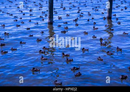 Kleine schwarze Enten auf dem See Stockfoto