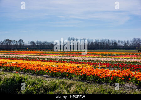 Bunte Tulpen Blumen. Tulpenfeld. Stockfoto