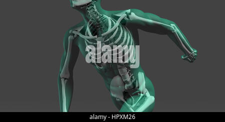 Menschliche Anatomie mit sichtbaren Skelett und Muskeln-Kunst Stockfoto