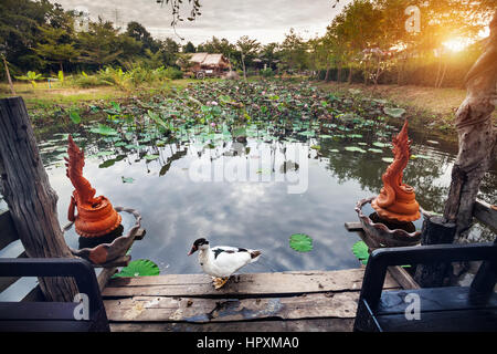 Schöne weiße Ente am Sommerhaus in der Nähe von Teich mit Lotus und Drachen Statuen in Sukhothai Resort, Thailand Stockfoto