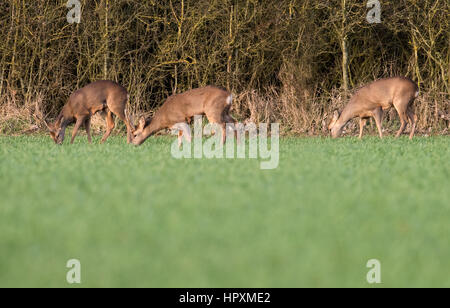 3 Böcke in junges Reh (Capreolus Capreolus) entstehen aus Warwickshire Wald Abend Sonnenlicht Weiden Stockfoto