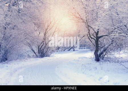 Aufgehenden Sonne glänzt durch Bäume im Park. Winter morgens Sonnenaufgang. Weiße Bäume in frostigen Wintermorgen Stockfoto