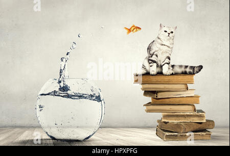 Süße Katze und Aquarium mit klarem Wasser und Goldfische Stockfoto