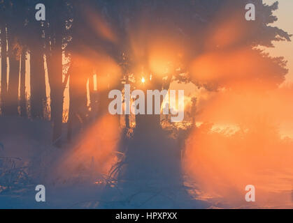 Die Sonne scheint durch Kiefer Stockfoto