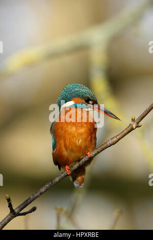 Eisvogel, Alcedo Atthis, ein Weibchen, Jagd nach Fischen aus einem Barsch oberhalb eines Flusses Stockfoto