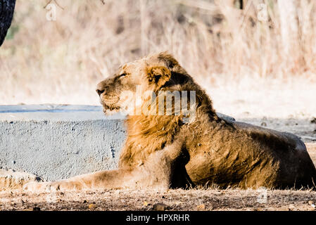 Asiatischen Löwen im Gir National Park ausruhen und beobachten in der Nähe einer Wasserstelle Stockfoto