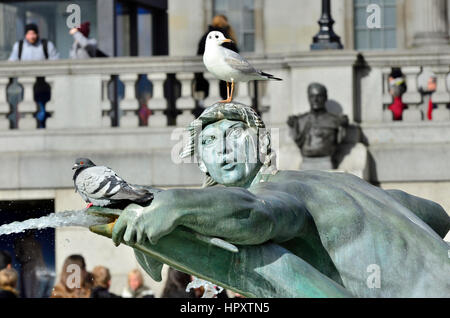 London, England, Vereinigtes Königreich. Trafalgar Square - Lachmöwe auf den Kopf eines Brunnens Stockfoto