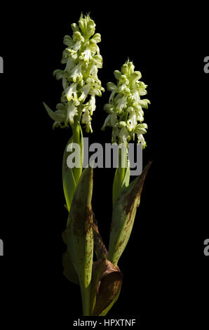 Zwei Pflanzen einer seltenen hypochrome Form der wilden Riesen Orchidee (Himantoglossum Robertianum aka Barlia Robertiana), die weiße Blüten aufweisen. Isolierte ove Stockfoto