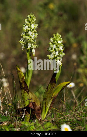 Zwei Pflanzen einer seltenen hypochrome Form der wilden Riesen Orchideen (Himantoglossum Robertianum aka Barlia Robertiana), die weiße Blüten aufweisen. Aus focu Stockfoto