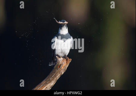 Ein Gürtel Eisvogel zeigt die Elritze Fang wie fliegen in der Luft an einem sonnigen Tag Wassertropfen. Stockfoto