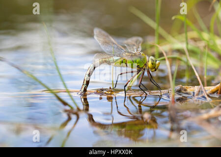 Kaiser Libelle; ANAX Imperator einzigen weiblichen Legeverhalten Cornwall; UK Stockfoto