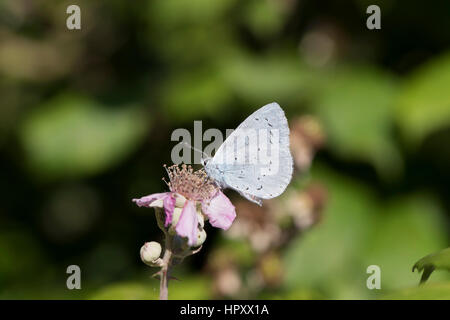 Holly Blue Butterfly; Celastrina Argiolus Single auf Blume Cornwall; UK Stockfoto