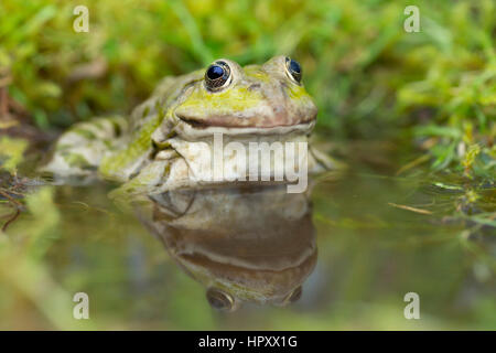 Marash Frog; Außer Ridibundus Single im Wasser UK Stockfoto