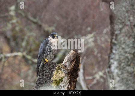 Wanderfalken; Falco Peregrinus Schottland; UK Stockfoto