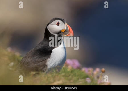 Papageientaucher; Fratercula Arctica auf Cliff Orkney Single; UK Stockfoto