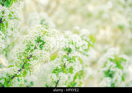 Schöne Sping blühen wilde Pflaume Blumen Stockfoto