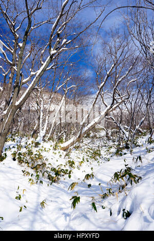 Schnee im Wald Noboribetsu Onsen Schnee Winter Nationalpark in Jigokudani, Hokkaido, Japan Stockfoto