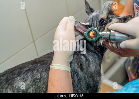 Tierärztliche Arzt untersuchen Ohr von Labrador mit Otoskop Stockfoto